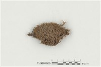 藏品(白髮苔屬)的圖片